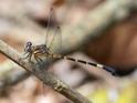 Epigomphus tumefactus (Lowland Knobtail) male.jpg